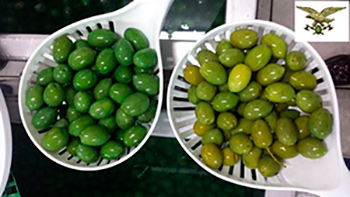 Sammenlikning av «farget» og alminnelige oliven. Kilde: INTERPOL